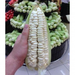 Details about   Large Cob SWEET CORN Seed White Yellow Disease Resistant "Delectable" Long Ears 