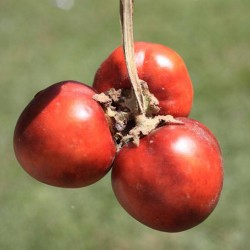 Mala crvena Cocona seme (Solanum sessiliflorum)