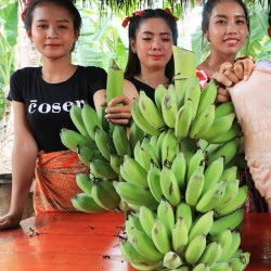Nasiona bananowca włochatego Bornean (Musa hirta)
