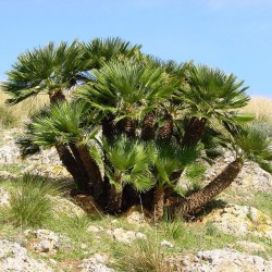 Sementes de Palmeira Européia, Palmeira Anã Mediterrânea (Chamaerops humilis)