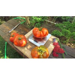 Sementes de tomate Beefsteak
