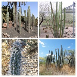 Cactus seeds Pachycereus...