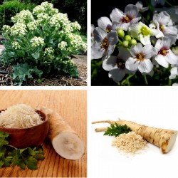 Tatar horseradish - Katran...