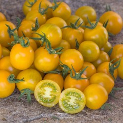 Graines de Tomate cerise jaune GOLDKRONE
