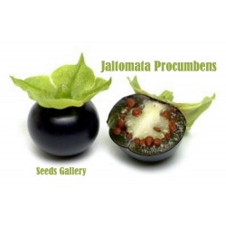Jaltomata procumbens exotisk frukt