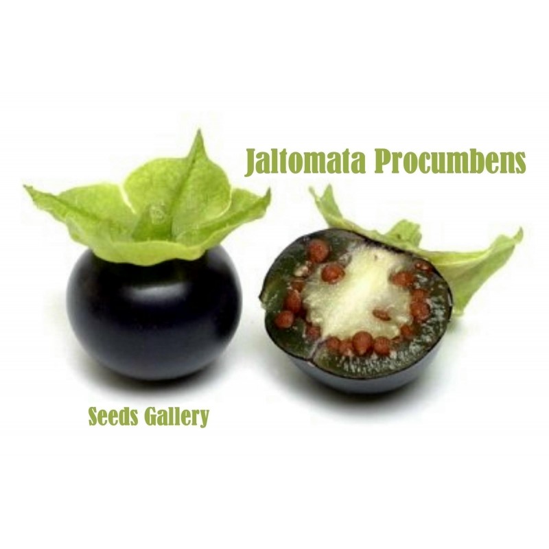 Σπόροι Jaltomata procumbens εξωτικά φρούτα