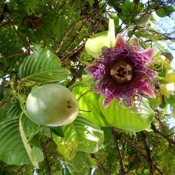 Barbadin, Jättegrenadilla Frön (Passiflora quadrangularis)