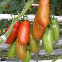Насіння томатів Сан Марцано...
