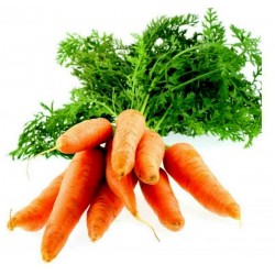 Carrot 'Nantes' Seed Tape