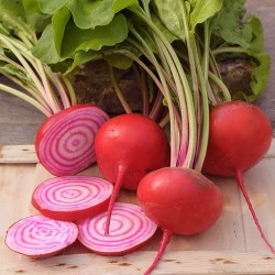 Exotic Beetroot Seeds - Chioggia