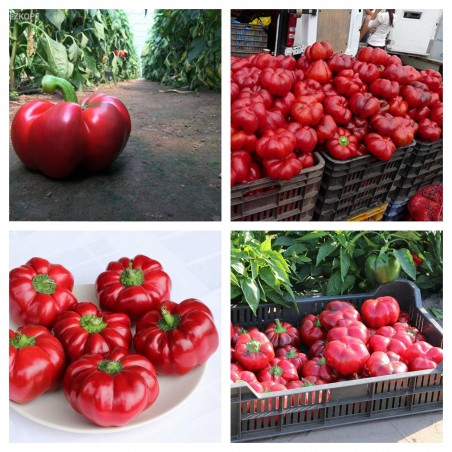 SPLENDID Tomato Pepper Seeds