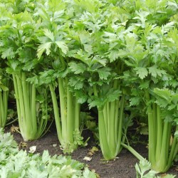 Utah Celery Seeds (apium...