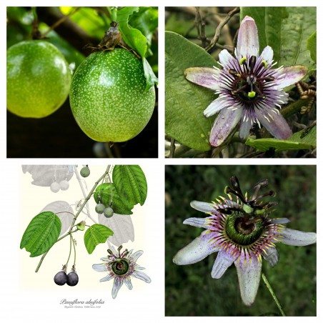Passiflora alnifolia Seme (ukusno voce)