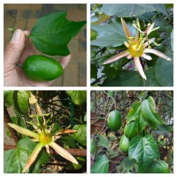Passiflora herbertiana zaden