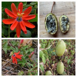 Red Passionflower Seeds (Passiflora manicata)
