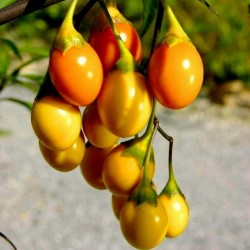 Känguruäpple Frön (Solanum...