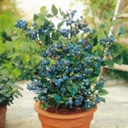 Σπόροι Μυρτιλο Blueberries (Vaccinium angustifolium)
