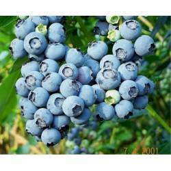 Σπόροι Μυρτιλο Blueberries (Vaccinium angustifolium)
