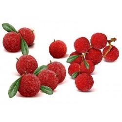Graines de fraise chinoise Japanese Bayberry Red Bayberry