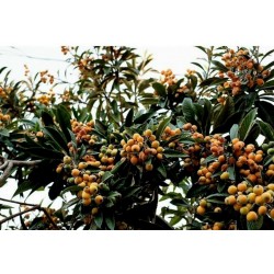 Japansk Mispel Frön (Eriobotrya japonica)