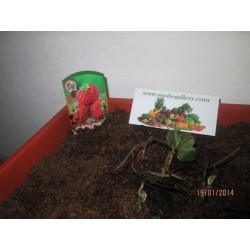 Rare “Framberry” Strawberrie Seeds “RED DREAM”