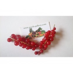 Graines Groseillier Fruits Rouges (Ribes rubrum)