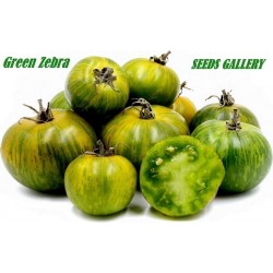 Green Zebra Tomaten Samen