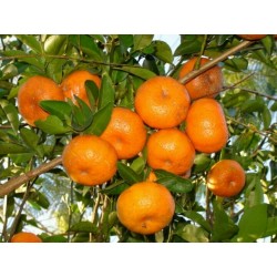 Σπόροι Μανταρίνι (Citrus reticulata)