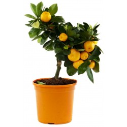 Semi di Mandarino (Citrus reticulata)