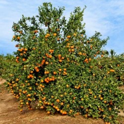 Graines de Mandarinier (Citrus reticulata)