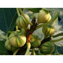 Fikon Frön Panache (Ficus Carica)