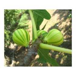 Tiger Fig Seeds, Panache Fig (Ficus Carica)