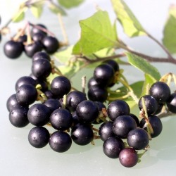 Σπόροι Sunberry (Solanum burbankii)