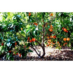 “Moro” Blood Orange Fresh Seeds