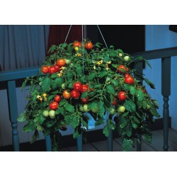 Tomatfrön Montecarlo - Idealisk för blomkrukor