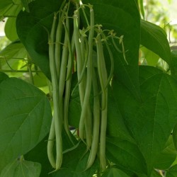 Semillas Haba Fasold (Phaseolus vulgaris)