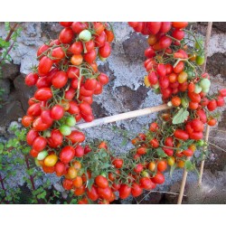 Semillas De Tomate DATTERINO - DATTERINI