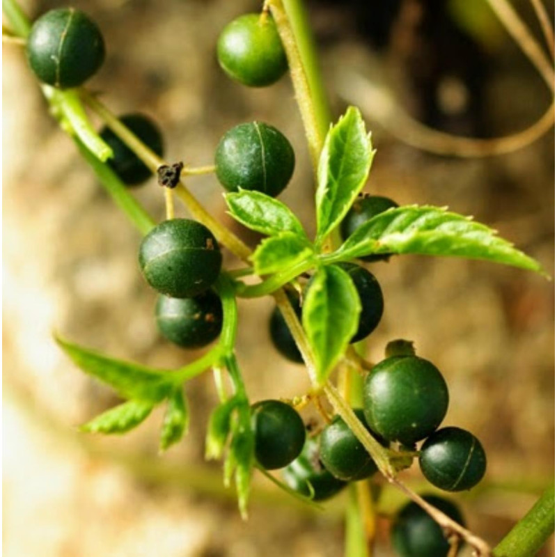 Jiaogulan Seeds Herb - Plant of immortality 