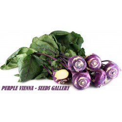 ΣπόροιΓογγυλοκράμβες “Purple Vienna”