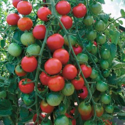 Sementes de Tomate Marglobe