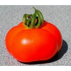 Tomat Frön Marglobe