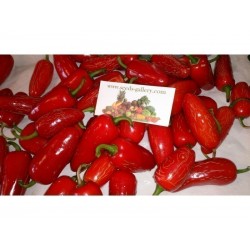 Jalapeno Early - Rani Chili Papricica Seme