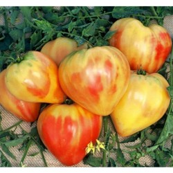 Tomaten Samen Orange Russian