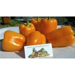 Σπόροι Πορτοκαλί Πιπεριές Orange Sun