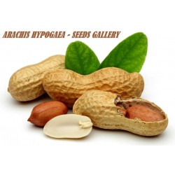 Sementes de Amendoim (Arachis hypogaea)