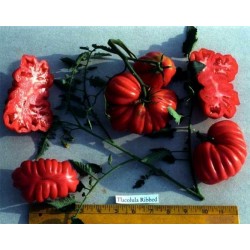 Sementes de Tomate TLACOLULA RIBBED