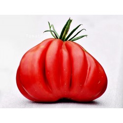 Tomatfrön TLACOLULA RIBBED