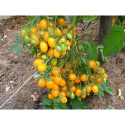 Semillas de tomate ILDI