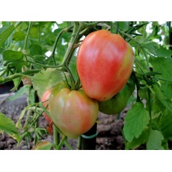 Σπόροι ντομάτας VAL Ποικιλία από Σλοβενία