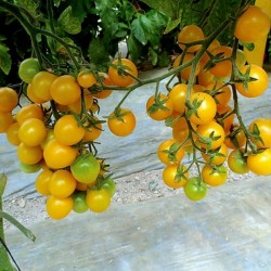 Kirsch Tomate Samen Gelbe - Yellow Cherry